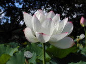 Lotus