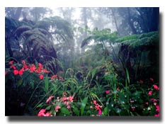 Rain Forest, Hilo, Hawaii