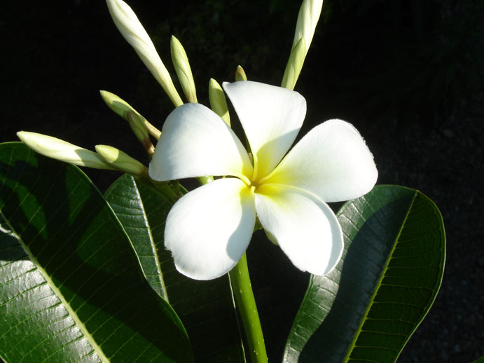 plumeria